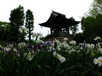 正覚寺（花菖蒲）
