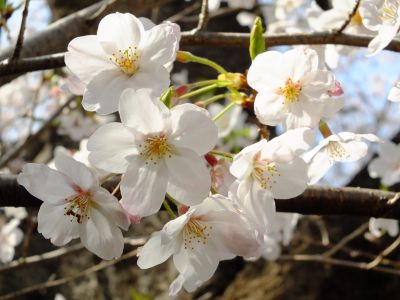 正覚寺（しょうがくじ）

