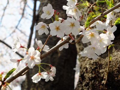 正覚寺（しょうがくじ）
