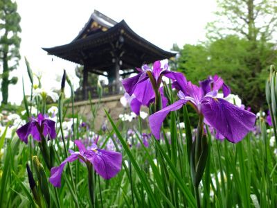 正覚寺（花菖蒲）
