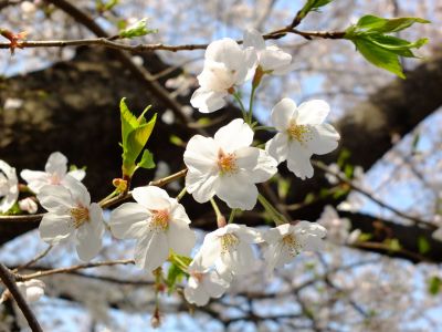 正覚寺（しょうがくじ）
