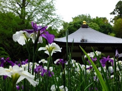 正覚寺（花菖蒲）
