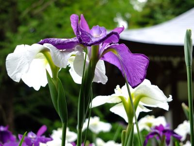 正覚寺（花菖蒲）
