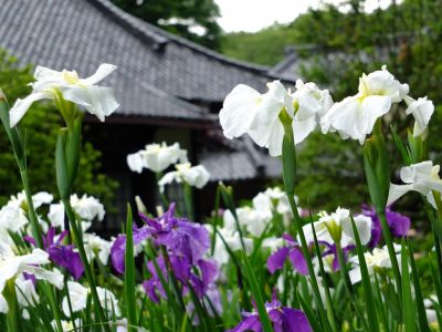 正覚寺（花菖蒲）
