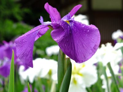 正覚寺（花菖蒲）
