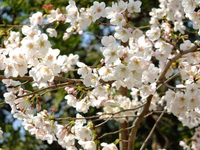 正覚寺（しょうがくじ）
