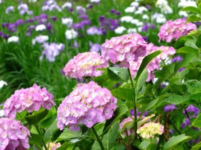 正覚寺（あじさい）
