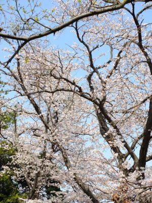 正覚寺（しょうがくじ）
