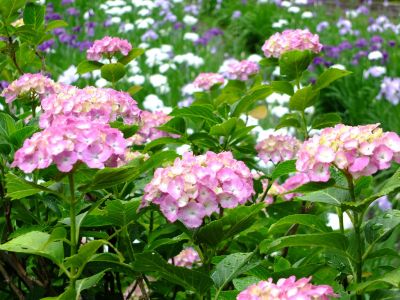 正覚寺（あじさい）
