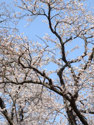 正覚寺（しょうがくじ）
