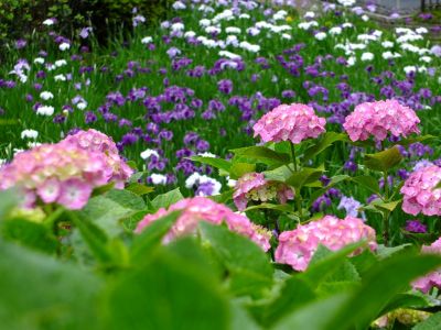 正覚寺（あじさい）
