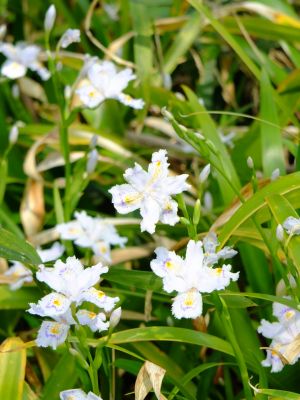 正覚寺（しょうがくじ）
