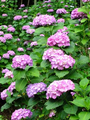 正覚寺（あじさい）
