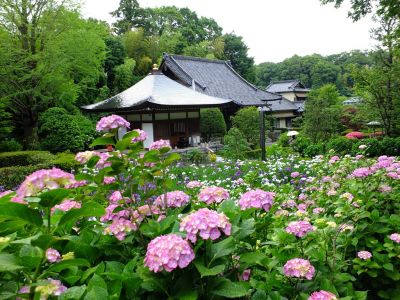 正覚寺（花菖蒲）
