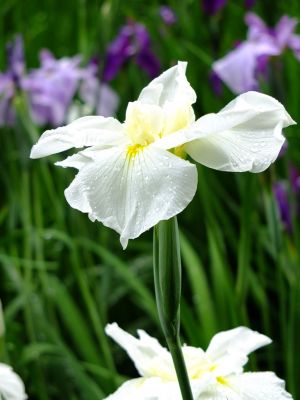正覚寺（花菖蒲）

