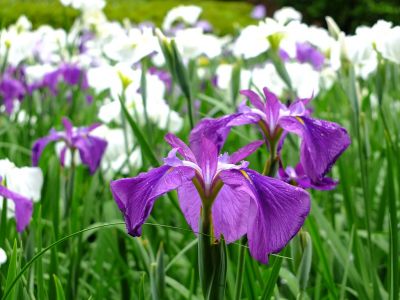正覚寺（花菖蒲）
