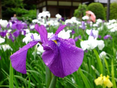 正覚寺（花菖蒲）
