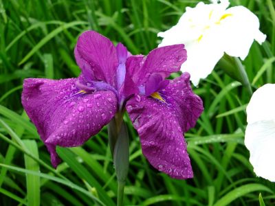 正覚寺（花菖蒲）
