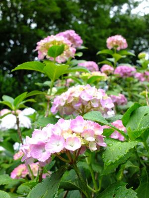 正覚寺（あじさい）
