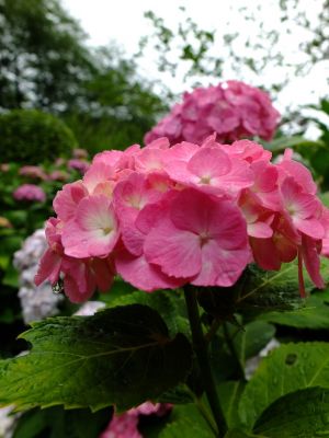 正覚寺（あじさい）
