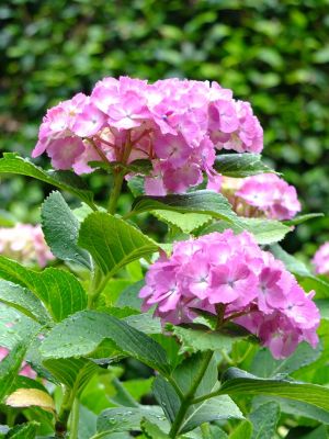 正覚寺（あじさい）
