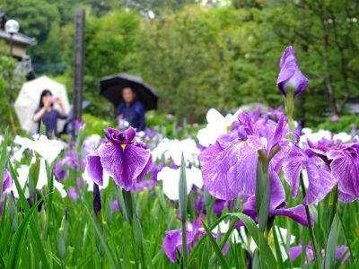 正覚寺（花菖蒲）
