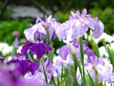 正覚寺（花菖蒲）
