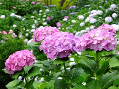 正覚寺（あじさい）
