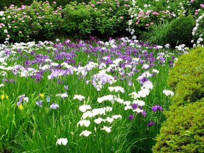 正覚寺（花菖蒲）
