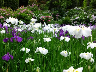 正覚寺（花菖蒲）

