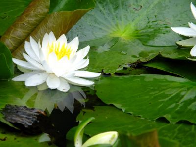 正覚寺（睡蓮）
