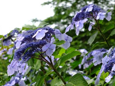 茅ヶ崎城趾公園（額紫陽花）
