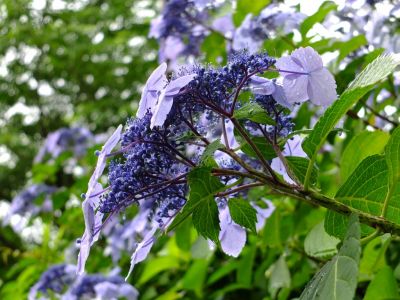 茅ヶ崎城趾公園（額紫陽花）
