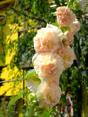 矢崎橋（立葵）
