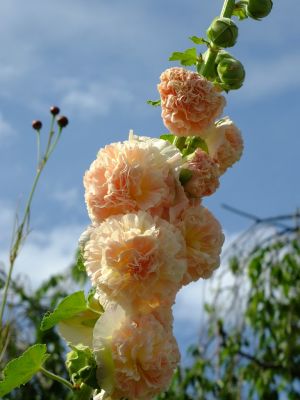 矢崎橋（立葵）
