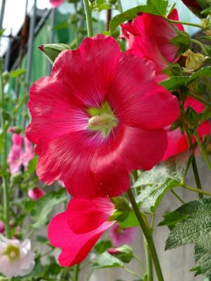 矢崎橋（立葵）
