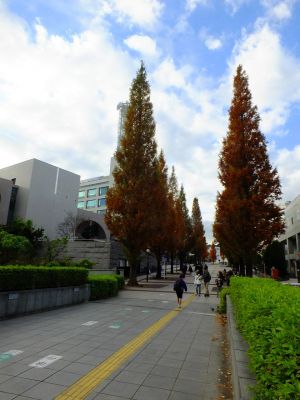 区役所の隣の「メタセコイヤ並木」
