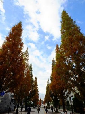 区役所の隣の「メタセコイヤ並木」
