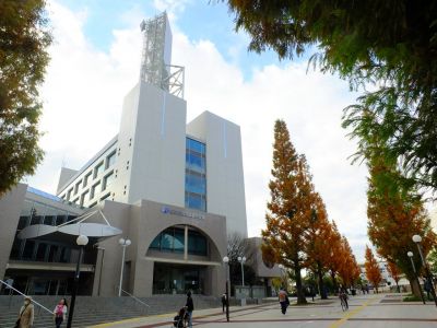 区役所の隣の「メタセコイヤ並木」
