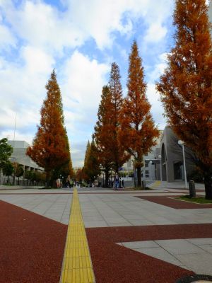 区役所の隣の「メタセコイヤ並木」
