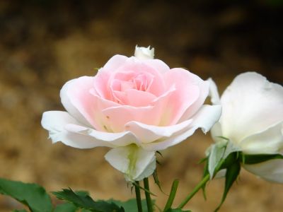 都筑中央公園（ローザ・つづきく）
