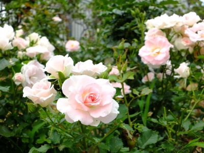 都筑中央公園（ローザ・つづきく）
