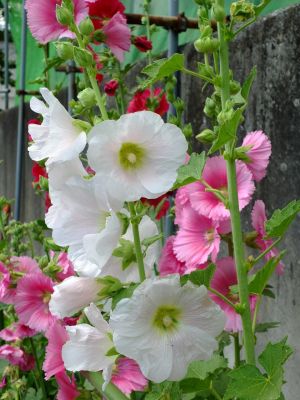 荏田東町（タチアオイ）
