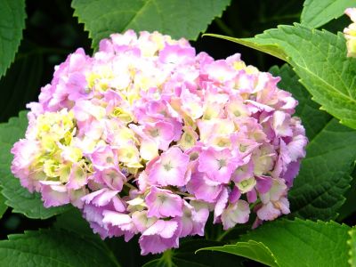 荏田南町（あじさい）
