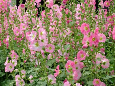 荏田南町（タチアオイ）
