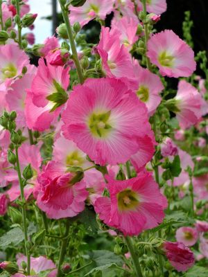 荏田南町（タチアオイ）
