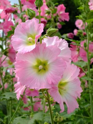 荏田南町（タチアオイ）
