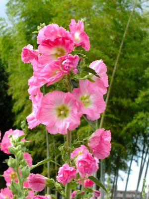 荏田南町（タチアオイ）
