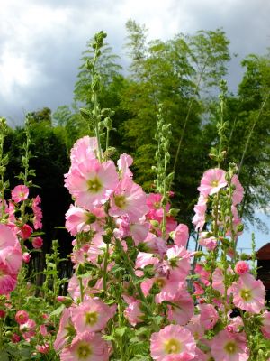 荏田南町（タチアオイ）
