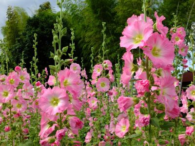 荏田南町（タチアオイ）
